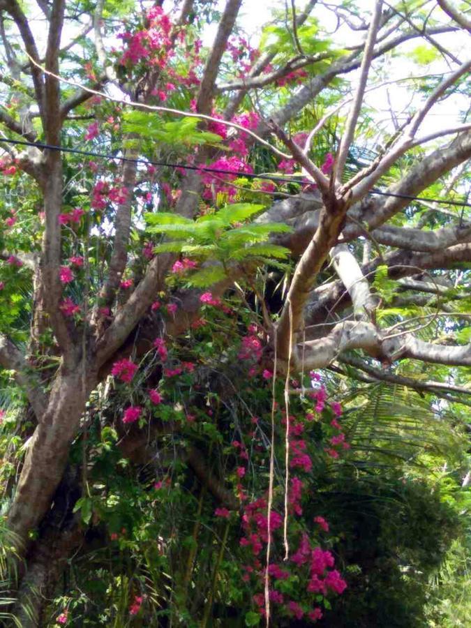 Windy Garden Bed & Breakfast Galle Dış mekan fotoğraf